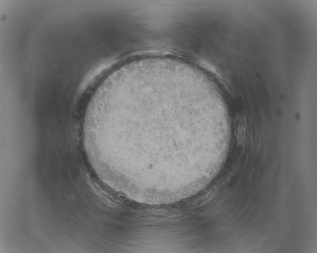 X0000062901448200602101755