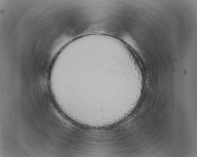 X0000062901452200602101755