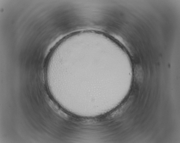 X0000062901460200602101755