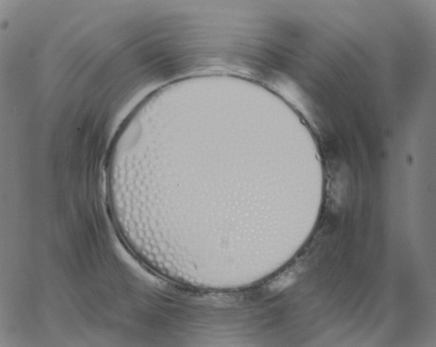 X0000062901476200602101754