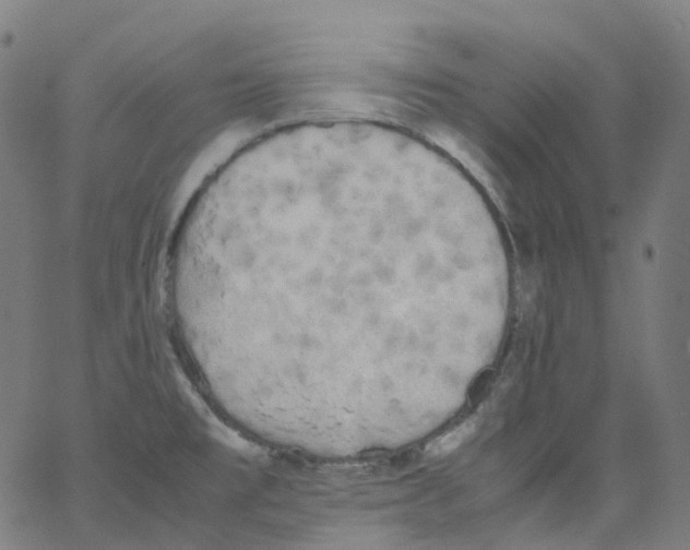 X0000062901477200602101754