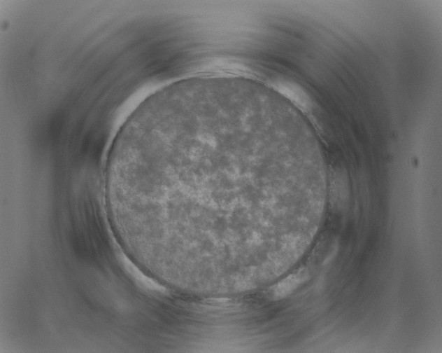 X0000062901478200602101754