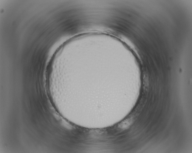 X0000062901480200602101754