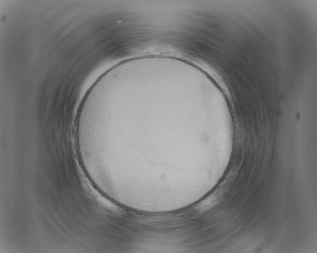 X0000062901486200602101754