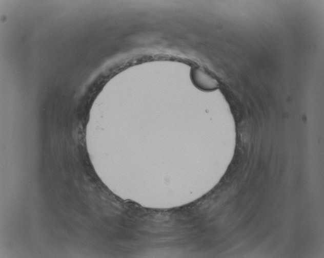 X0000062901495200602101753