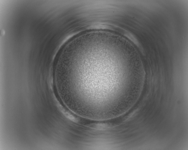 X0000062910984200601131421