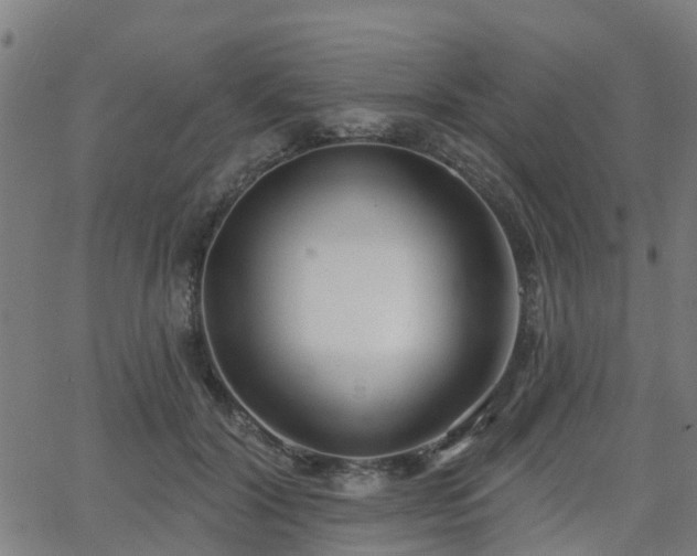 X0000062910604200601181221