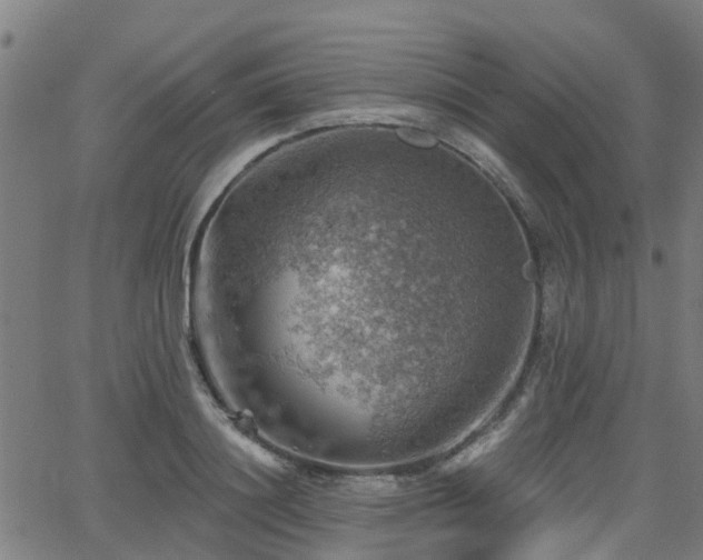 X0000062910844200601181217