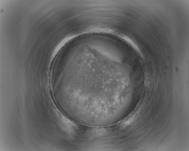 X0000062911094200601181213