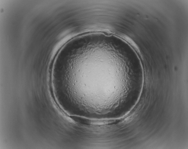 X0000062911096200601181213