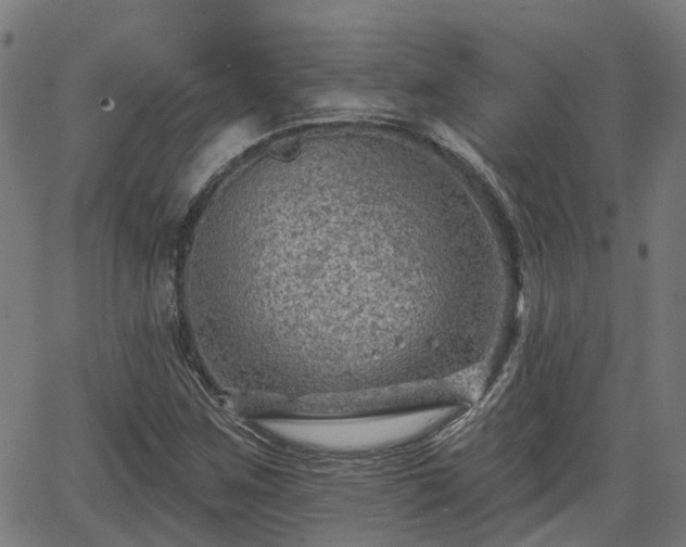 X0000062911259200601181210