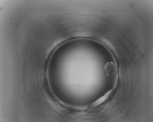 X0000062910204200601201945