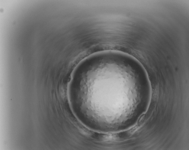 X0000062910335200601201942