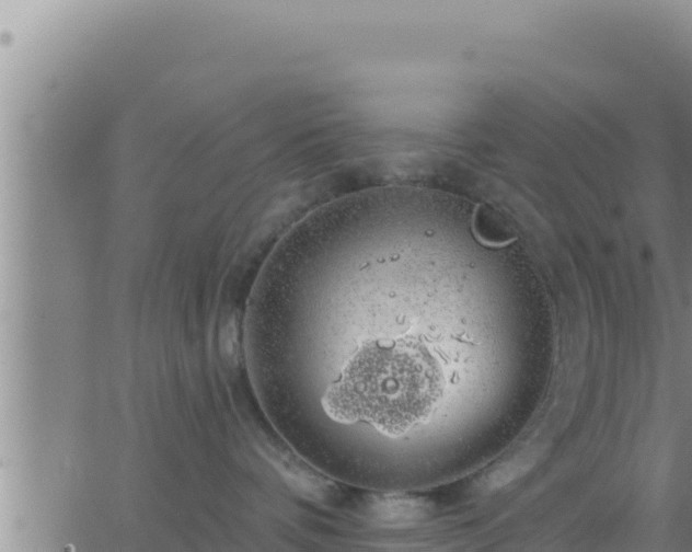 X0000062910336200601201942