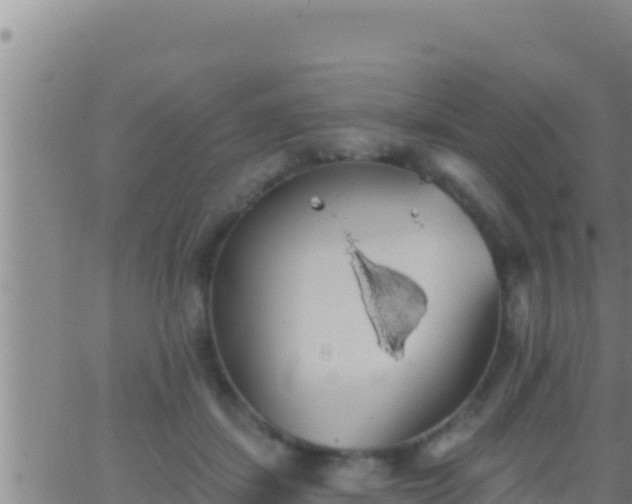 X0000062910459200601201940