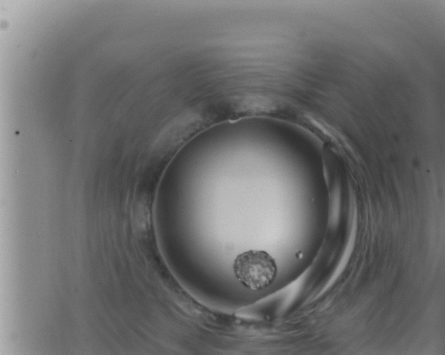 X0000062910517200601201939