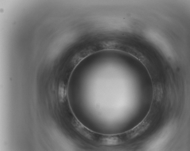 X0000062910525200601201939