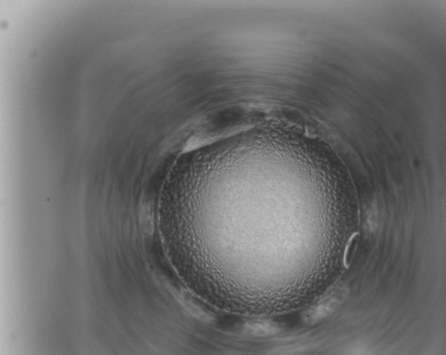 X0000062910666200601201938