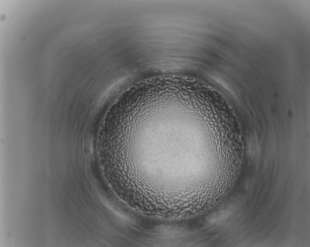 X0000062910733200601201936