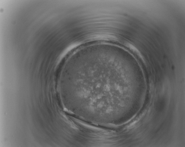 X0000062911019200601201931