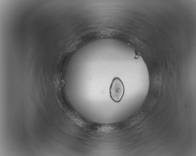 X0000062910759200601271739