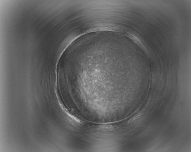 X0000062910844200601271737