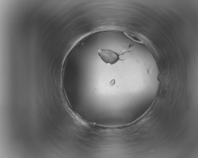 X0000062911244200601271731