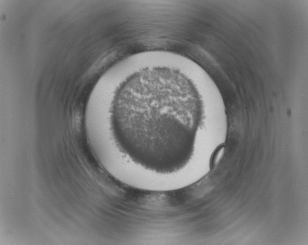 X0000062910124200602031906