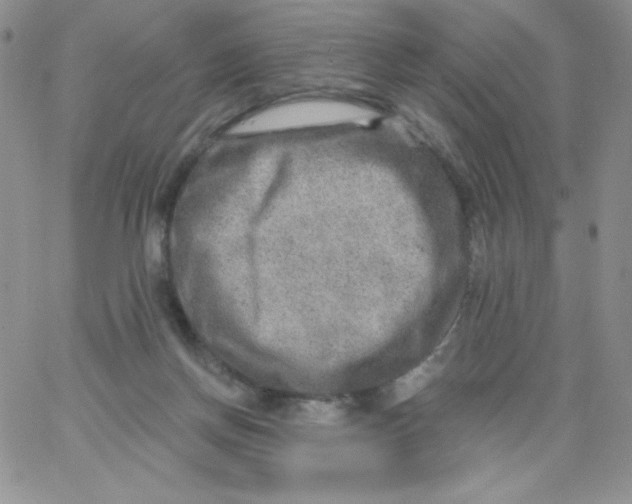 X0000062910166200602031906