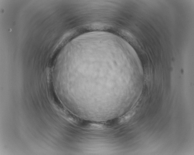 X0000062910167200602031906