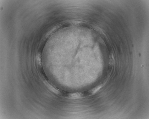 X0000062910238200602031905