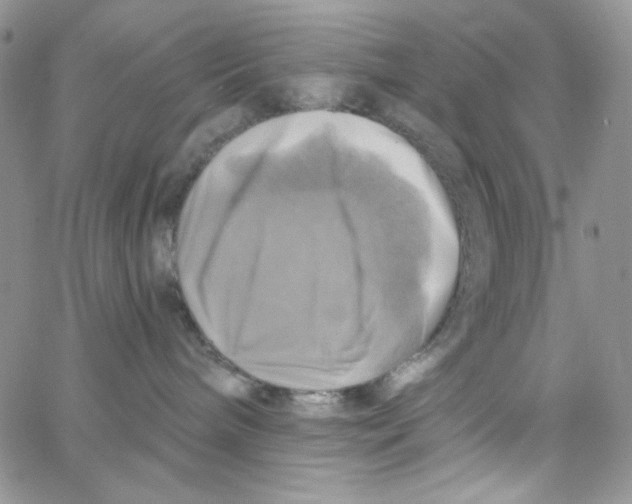 X0000062910240200602031905