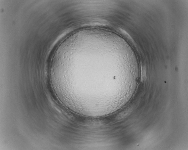 X0000062910435200602031901