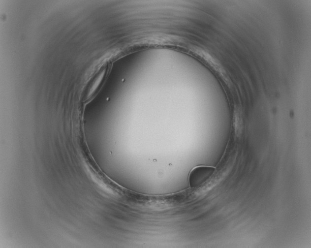 X0000062910445200602031901