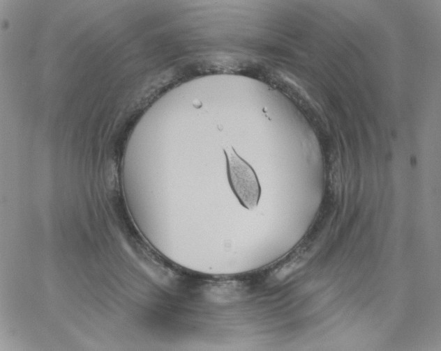 X0000062910459200602031901