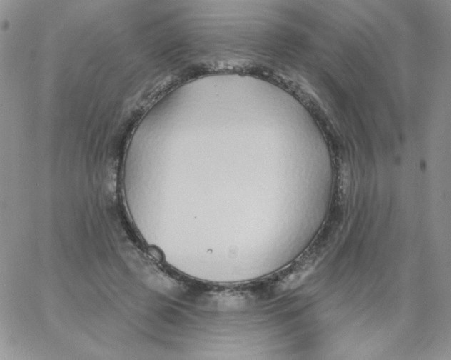 X0000062910545200602031859