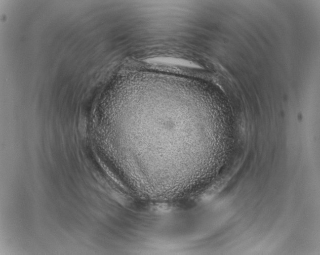 X0000062910565200602031900