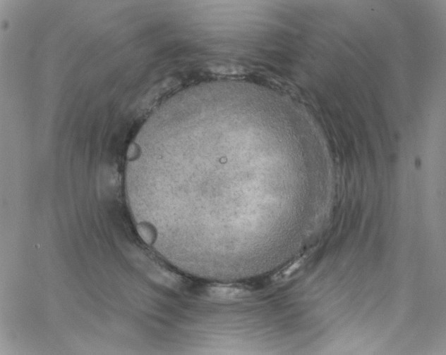 X0000062910614200602031858