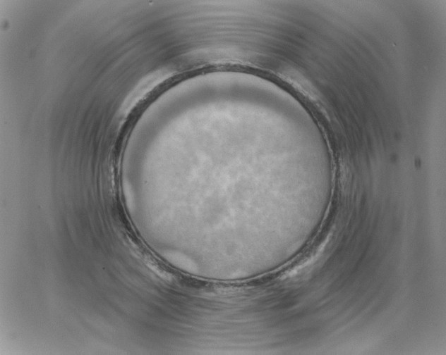 X0000062910782200602031856