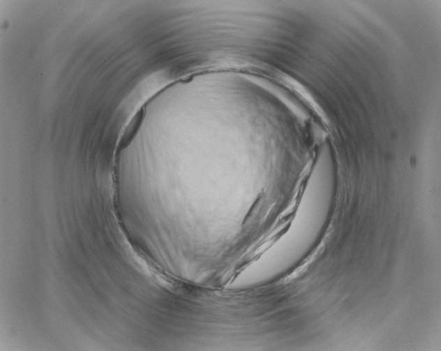 X0000062910810200602031855