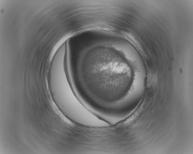 X0000062910812200602031855