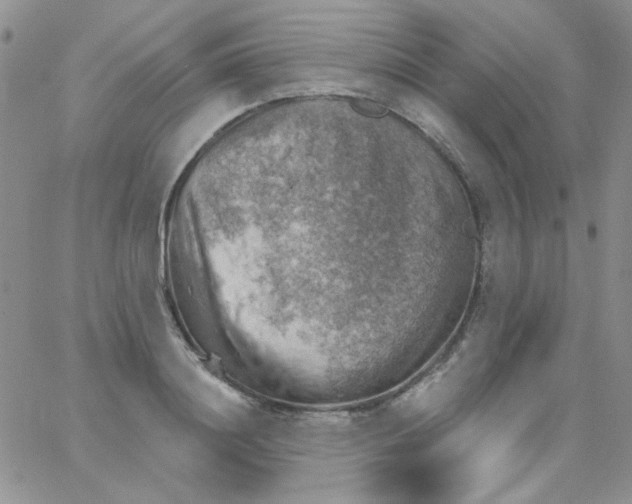 X0000062910844200602031855