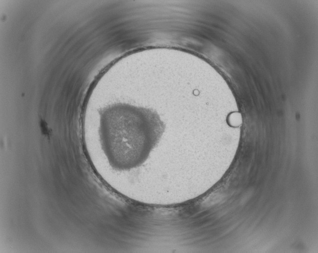 X0000062910848200602031855