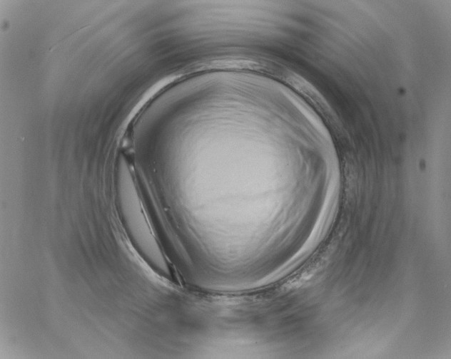 X0000062910852200602031855