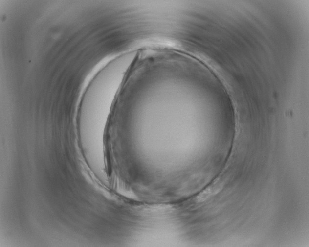 X0000062910864200602031855