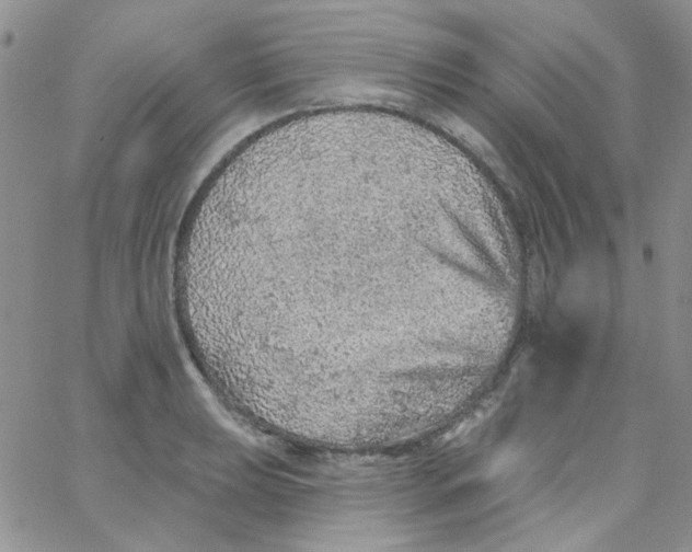 X0000062911039200602031852