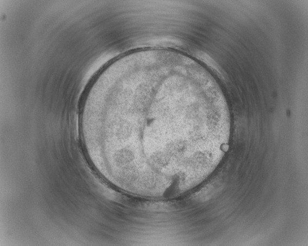 X0000062911079200602031851