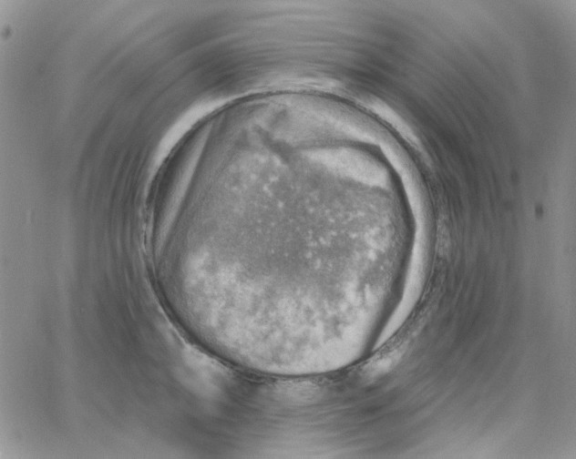 X0000062911094200602031851