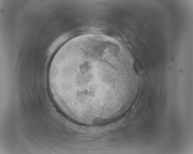 X0000062910006200602101843