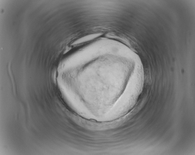 X0000062910047200602101843